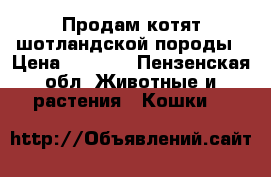Продам котят шотландской породы › Цена ­ 1 200 - Пензенская обл. Животные и растения » Кошки   